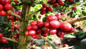 Les fruits de café, "café de l'arbre"