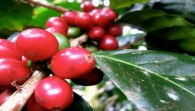 Farms dei migliori caffè del mondo